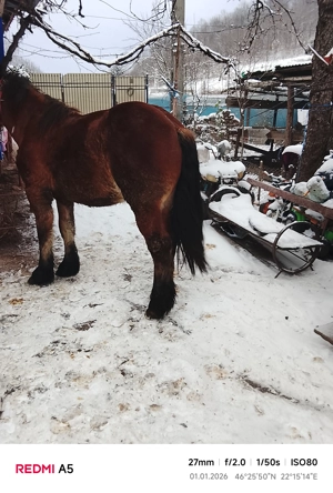 vand armasar frumos - imagine 3