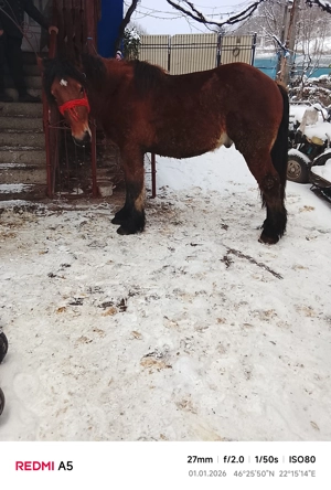 vand armasar frumos - imagine 4