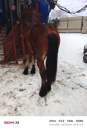 vand armasar frumos - imagine 2