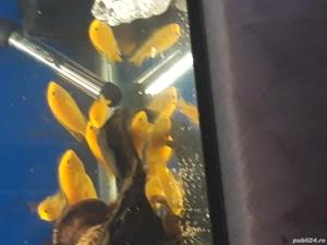 Pești de acvariu, ciclide