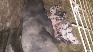 scroafa  fatata - imagine 2