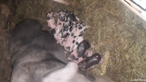 scroafa  fatata - imagine 5