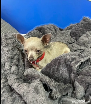 Vand Schimb Chihuahua