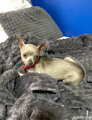 Schimb Chihuahua fetiță