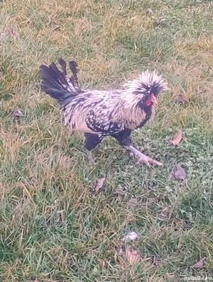 Cocoș Paduana Argintiu  - imagine 5