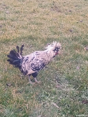 Cocoș Paduana Argintiu  - imagine 4