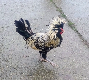 Cocoș Paduana Argintiu 