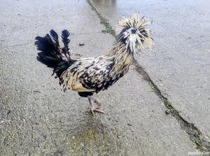 Cocoș Paduana Argintiu  - imagine 3