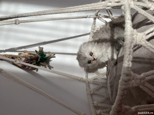 Pisici Scottish Fold & Straight - imagine 3