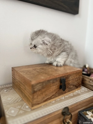 Pisici Scottish Fold & Straight - imagine 2