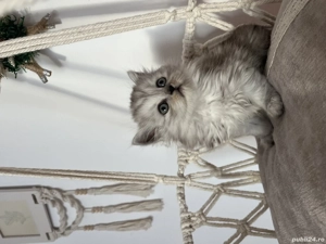 Pisici Scottish Fold & Straight - imagine 5