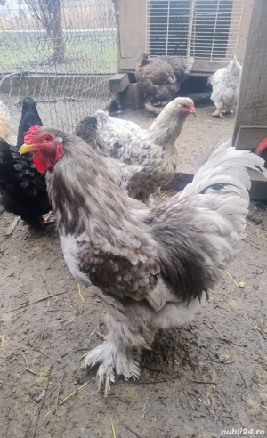 Cocoș Brahma Albastru  - imagine 4