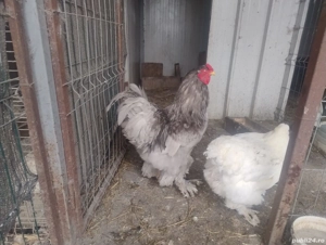 Cocoș Brahma Albastru  - imagine 3