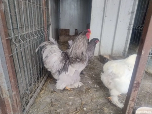 Cocoș Brahma Albastru  - imagine 2