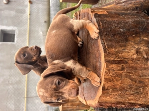 Femela teckel ,8 saptamani 