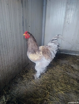 Cocoș Brahma Blue Lavender 