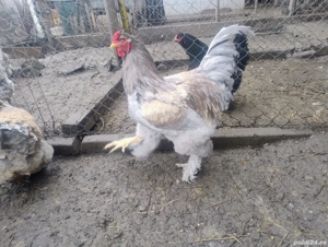 Cocoș Brahma Blue Lavender  - imagine 2