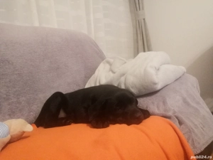 Pui de Labrador - imagine 3