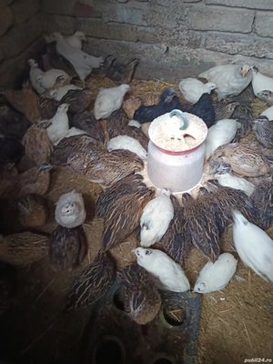 Prepelițe japoneze disponibile 