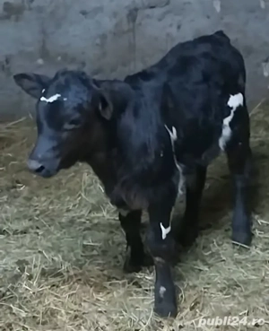 Doi tăurași și o vitea 