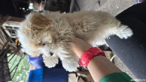 Bichoni malteze - imagine 2