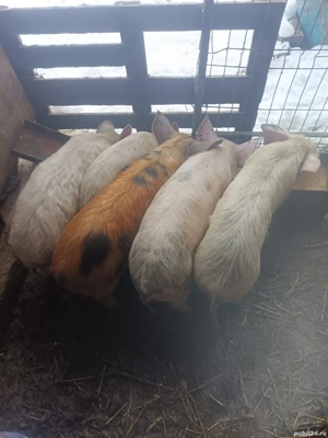 vand sau schimb soldanei 