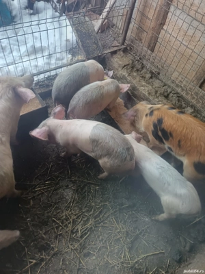 vand sau schimb soldanei  - imagine 3