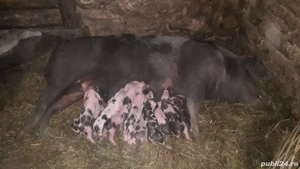 scroafă de vânzare  - imagine 5