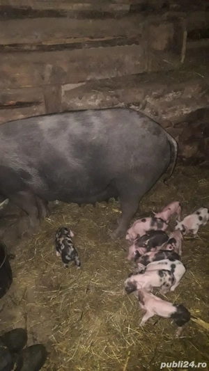scroafă de vânzare  - imagine 3