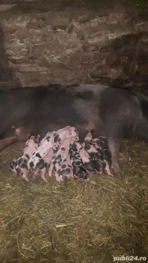 scroafă de vânzare 