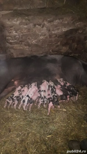 scroafă de vânzare  - imagine 4