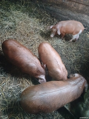 Purcei duroc de vanzare