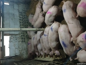 Purcei rasa de carne landras 40 45kg