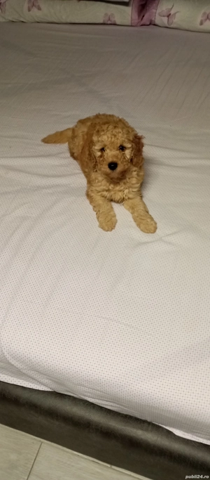 catel pudel mini Toy - imagine 4