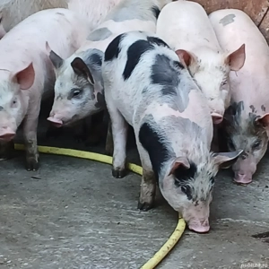 soldani 35 kg - imagine 10