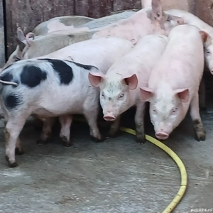 soldani 35 kg - imagine 3