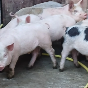 soldani 35 kg - imagine 2