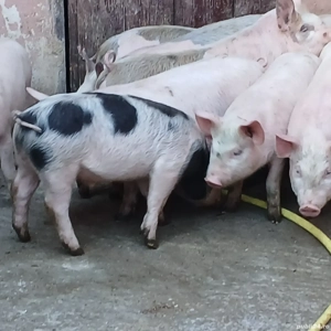 soldani 35 kg - imagine 9