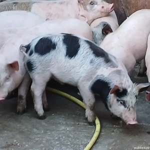 soldani 35 kg - imagine 6