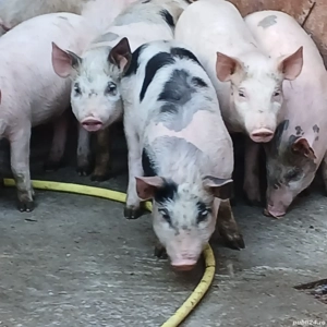 soldani 35 kg - imagine 8