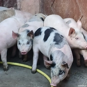 soldani 35 kg - imagine 4