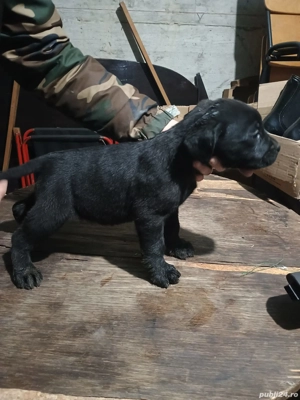 Labrador Retriever Ciocolatiu și Negru - imagine 4