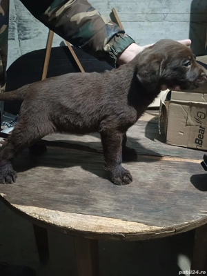 Labrador Retriever Ciocolatiu și Negru - imagine 3
