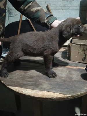 Labrador Retriever Ciocolatiu și Negru - imagine 2
