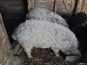 Vând porc mangalița 