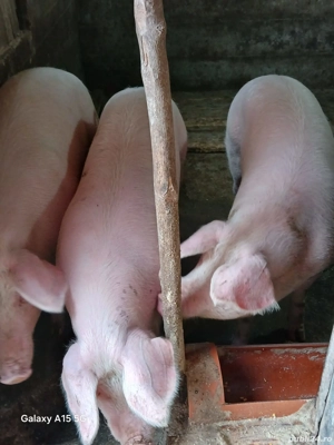 Scroafa gestantă de vânzare  - imagine 2