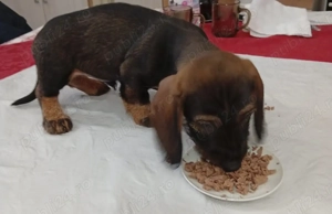 De vanzare pui Teckel sarmos