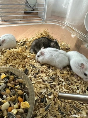 hamsteri pitici foarte drăgălași 