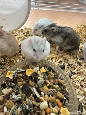 hamsteri pitici foarte drăgălași  - imagine 3