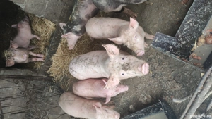 pureci de vanzare diferite mărimi rasă petriean cu landras  - imagine 3